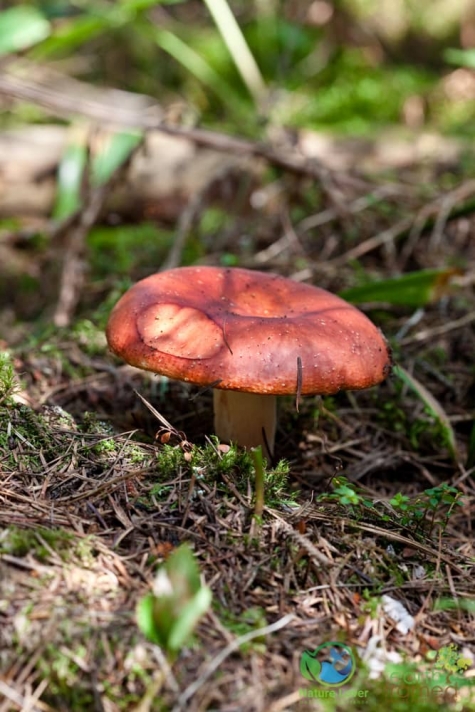4089779957 Spotting Mushrooms On Algonquin's Bat Lake Trail