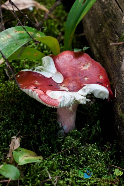 3723381870 Spotting Mushrooms On Algonquin's Bat Lake Trail