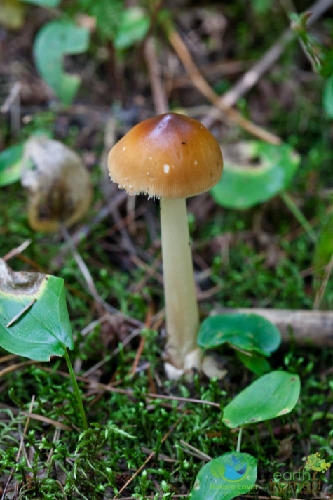 3356279117 Spotting Mushrooms On Algonquin's Bat Lake Trail