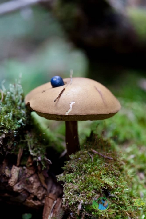 823928289 Spotting Mushrooms On Algonquin's Bat Lake Trail