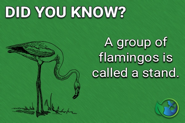 A Group of Flamingos