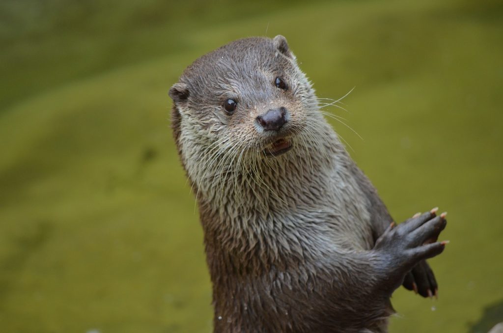 A Romp of Otters