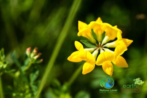 4245591537 Identifying Wildflowers: Birdsfoot Trefoil (non-native)