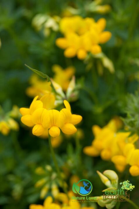 1683587445 Identifying Wildflowers: Birdsfoot Trefoil (non-native)