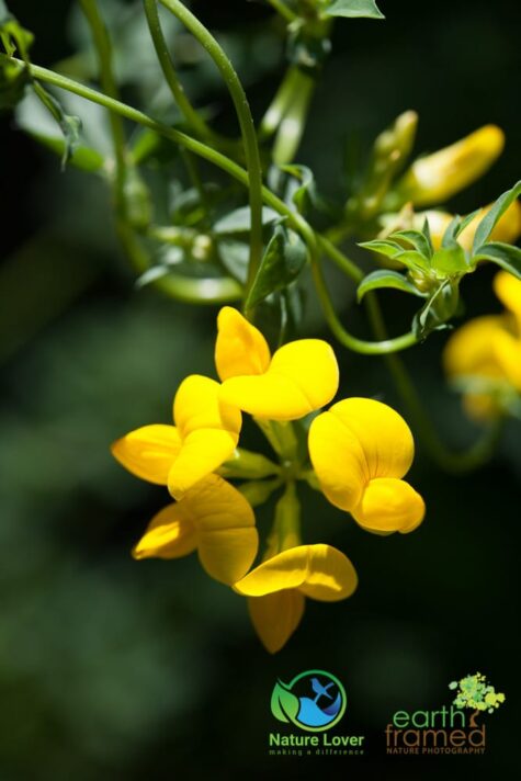 66367820 Identifying Wildflowers: Birdsfoot Trefoil (non-native)