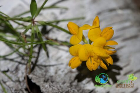 894541208 Identifying Wildflowers: Birdsfoot Trefoil (non-native)