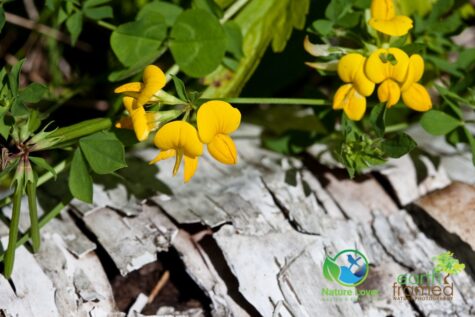 130611198 Identifying Wildflowers: Birdsfoot Trefoil (non-native)
