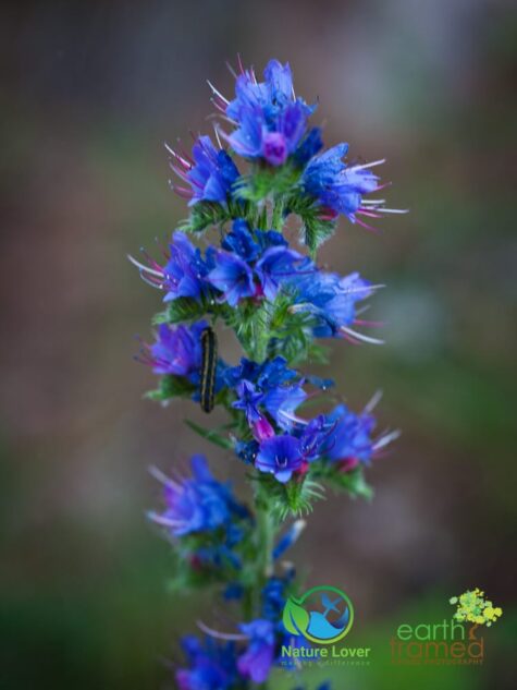 2053687172 Identifying Wildflowers: Viper's Bugloss