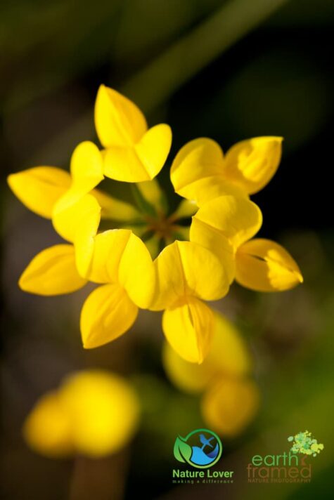 1017453605 Identifying Wildflowers: Birdsfoot Trefoil (non-native)