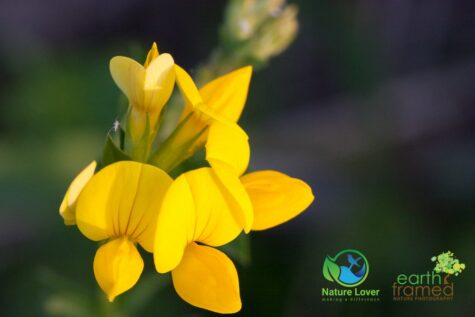 3481923677 Identifying Wildflowers: Birdsfoot Trefoil (non-native)