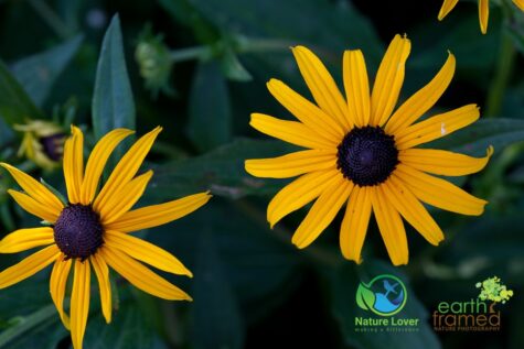 53149916 Identifying Wildflowers: Black-eyed Susan (native)