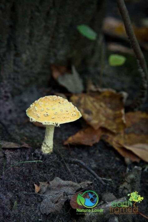 1371867397 Fall Mushrooms At Skunk's Misery