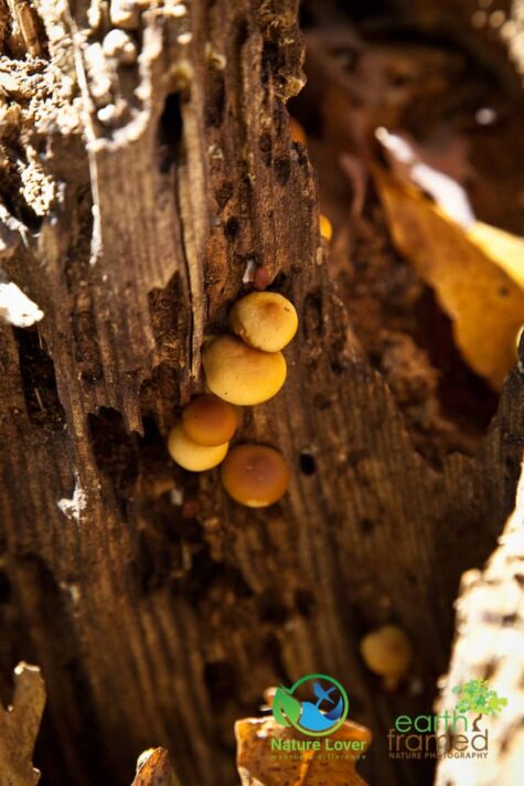 1176089981 Fall Mushrooms At Skunk's Misery