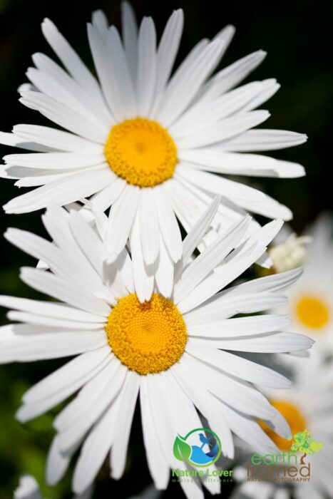 1385728587 Identifying Wildflowers: Ox-eye Daisy (non-native)