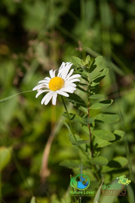 2125878361 Identifying Wildflowers: Ox-eye Daisy (non-native)
