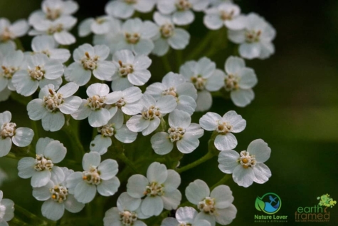 816919681 Identifying Wildflowers: Yarrow (Native)