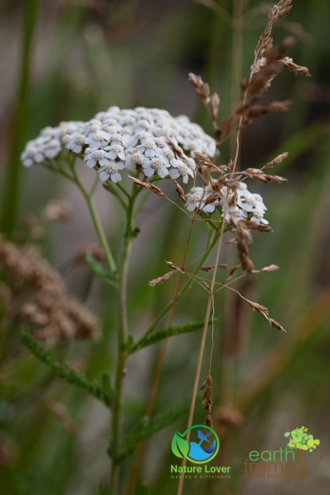 226158331 Identifying Wildflowers: Yarrow (Native)