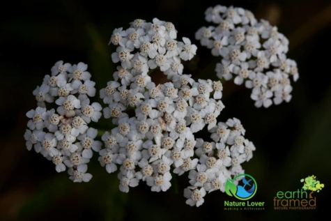 1279976279 Identifying Wildflowers: Yarrow (Native)