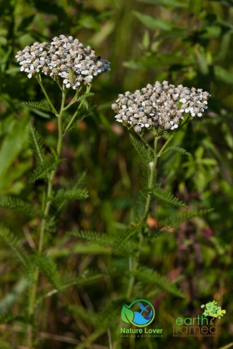 3409466743 Identifying Wildflowers: Yarrow (Native)