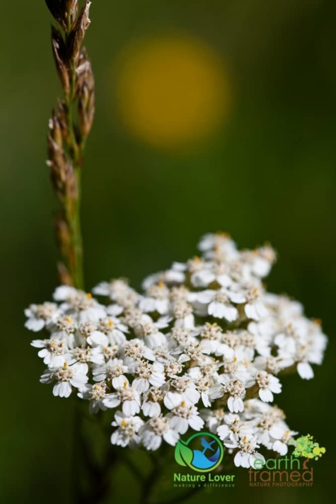 2432334687 Identifying Wildflowers: Yarrow (Native)