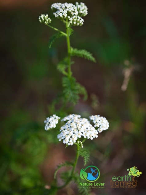 298197435 Identifying Wildflowers: Yarrow (Native)