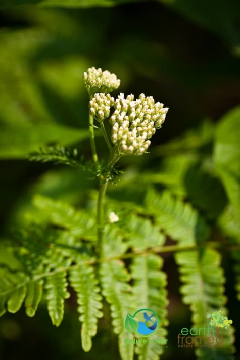 3280439398 Identifying Wildflowers: Yarrow (Native)