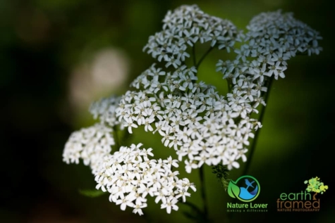 1507988668 Identifying Wildflowers: Yarrow (Native)