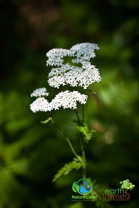 229820592 Identifying Wildflowers: Yarrow (Native)