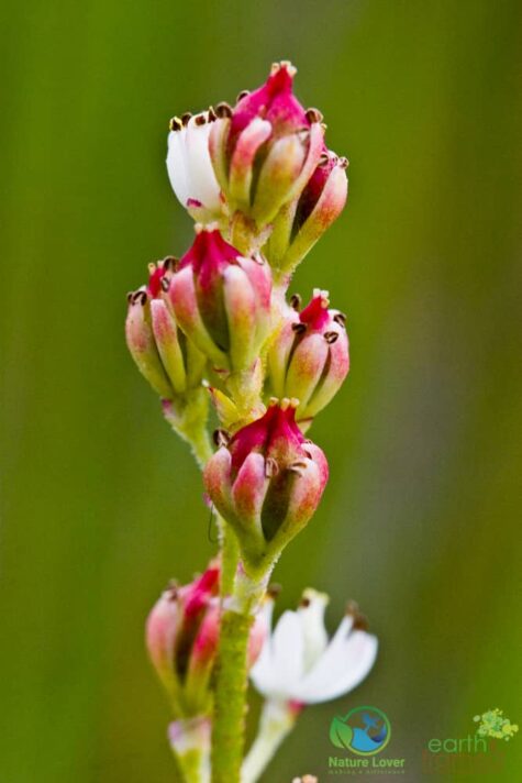 3365369034 Oliphant Fen's Wildflowers and More