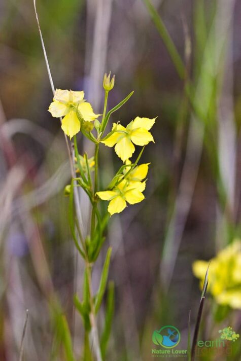 1349610478 Oliphant Fen's Wildflowers and More