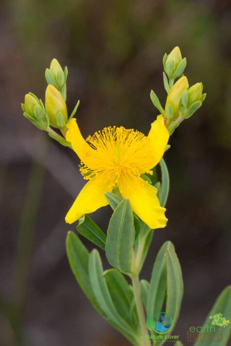 436125962 Oliphant Fen's Wildflowers and More