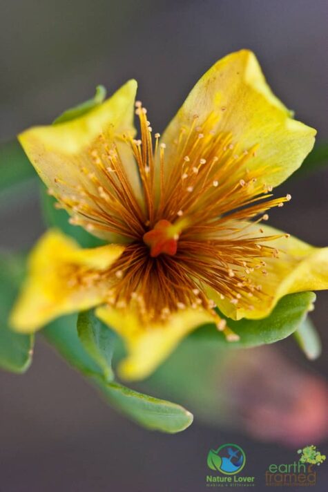 2920377438 Oliphant Fen's Wildflowers and More