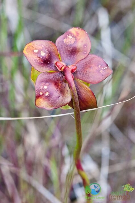 2610703913 Oliphant Fen's Wildflowers and More