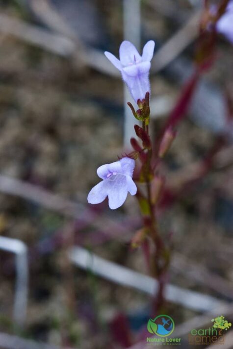 3120572407 Oliphant Fen's Wildflowers and More