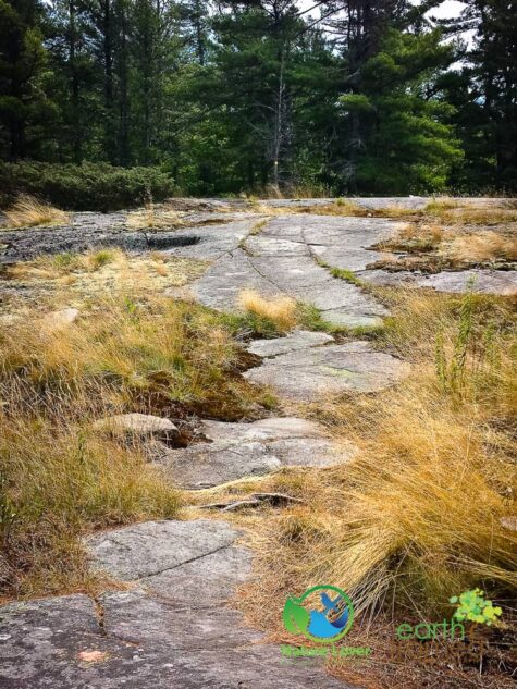 485532011 Grundy Lake's Beaver Dam Trail