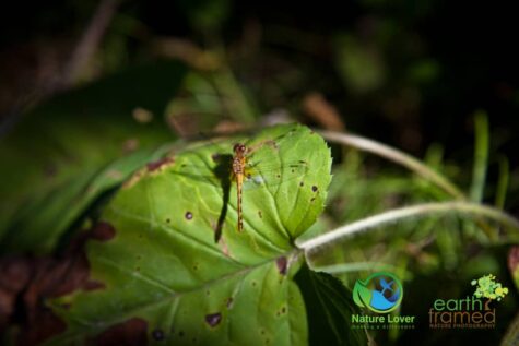 2877909722 Grundy Lake's Beaver Dam Trail