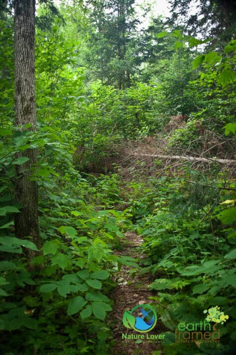 4178329291 Grundy Lake's Beaver Dam Trail