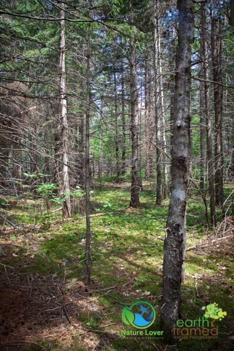 1009854200 Staying Cool On Cape Breton Highlands' MacIntosh Brook Trail