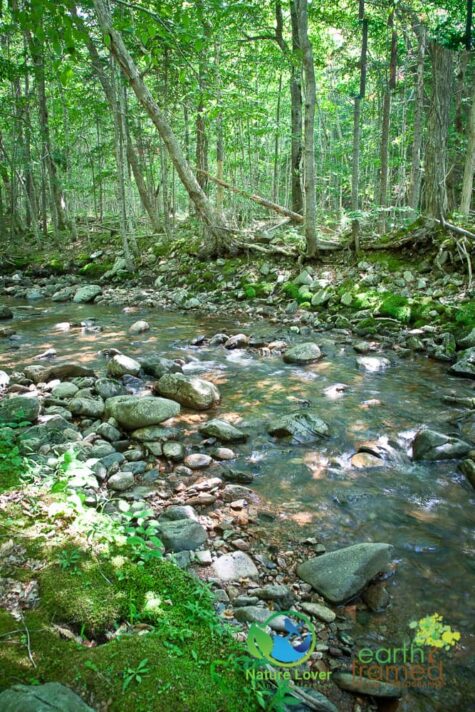 2313287343 Staying Cool On Cape Breton Highlands' MacIntosh Brook Trail