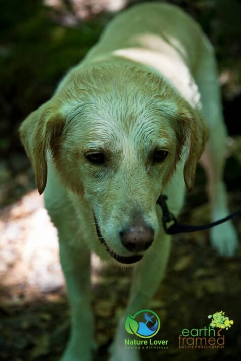 3648072338 Staying Cool On Cape Breton Highlands' MacIntosh Brook Trail