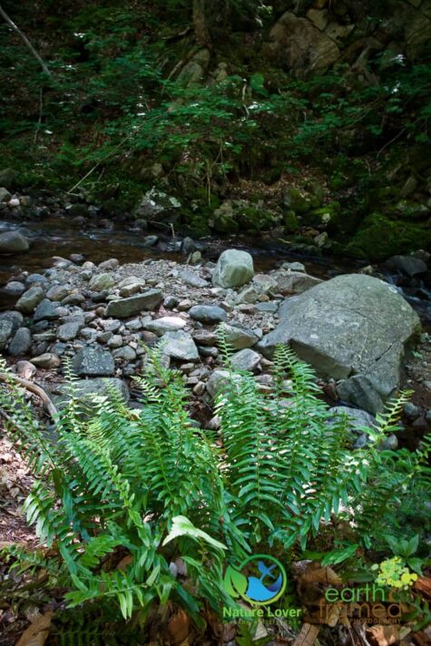 632143967 Staying Cool On Cape Breton Highlands' MacIntosh Brook Trail