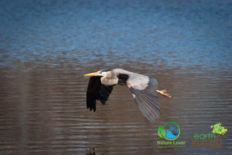 1276081014 Canatara Hosts the Yearly Spring Migration Of Songbirds