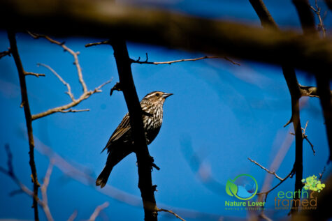 566629522 Canatara Hosts the Yearly Spring Migration Of Songbirds