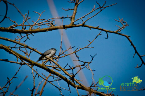 4250433810 Canatara Hosts the Yearly Spring Migration Of Songbirds