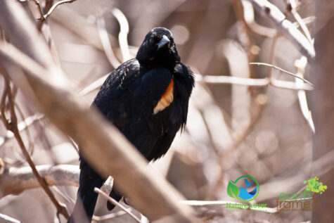51183920 Canatara Hosts the Yearly Spring Migration Of Songbirds