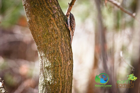 3608300340 Canatara Hosts the Yearly Spring Migration Of Songbirds