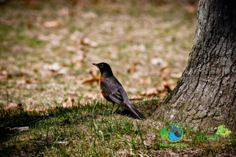 2380596685 Canatara Hosts the Yearly Spring Migration Of Songbirds