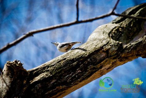 1353321992 Canatara Hosts the Yearly Spring Migration Of Songbirds
