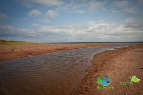 2969112364 Maya Retrieves Clam Shells At Cousins Beach, PEI