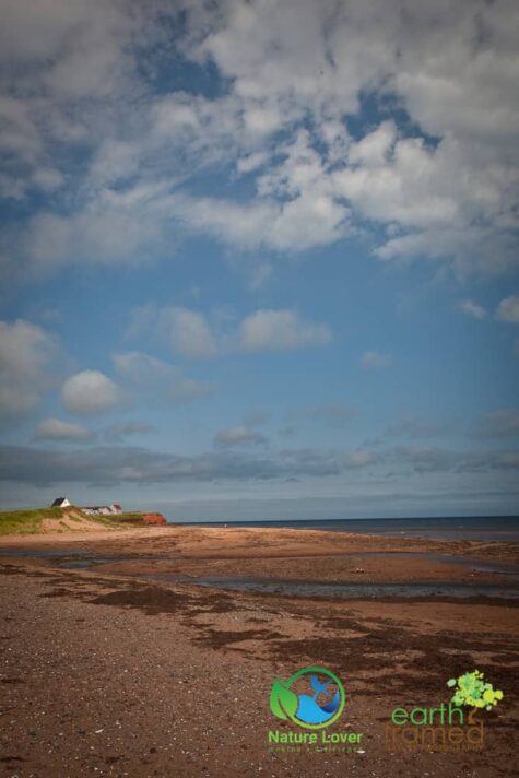 2094376138 Maya Retrieves Clam Shells At Cousins Beach, PEI